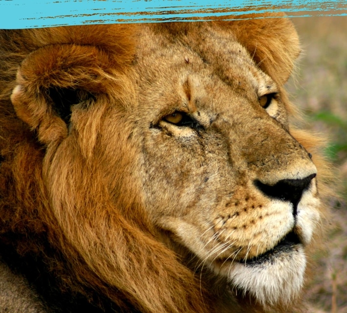 Close up of a lion face