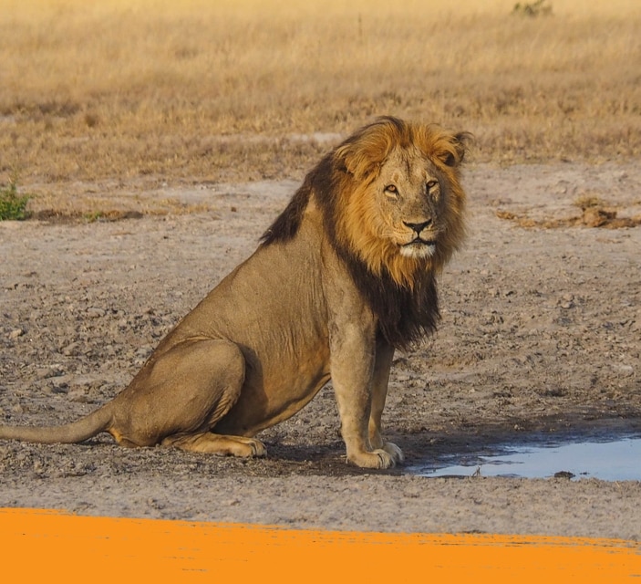 Lion standing in the middle of the savanna