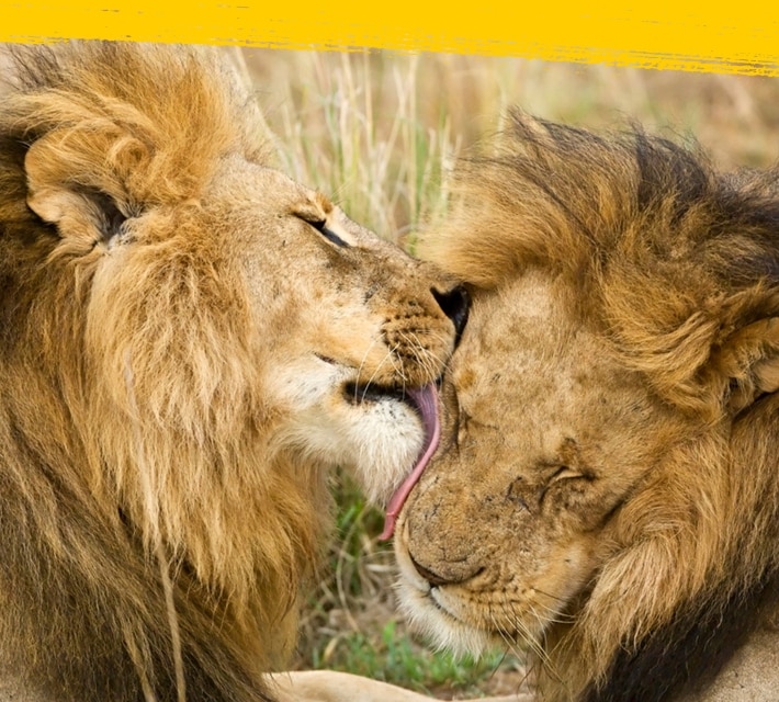 Two lions licking each other