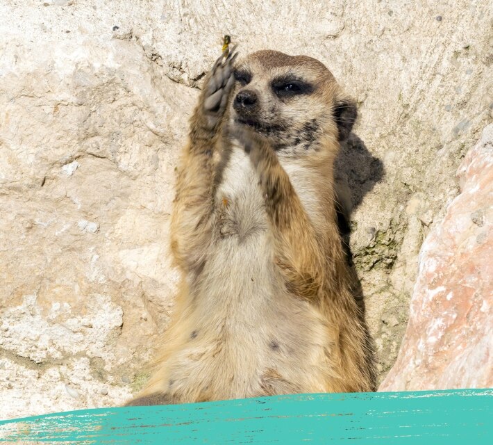 Meerkat eating something