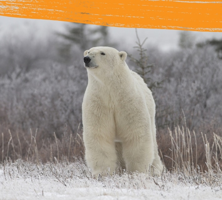 Polar bear marking territory in its natural habitat