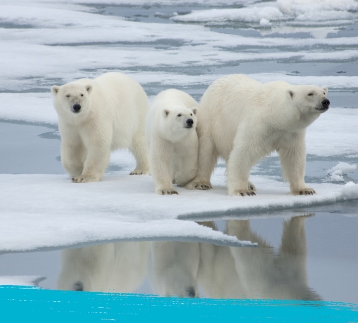 Polar bear with its two cubs