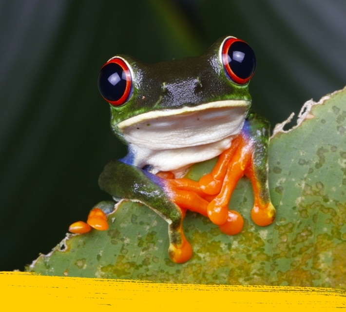 Close up of a red eye tree frog in its natural habitat