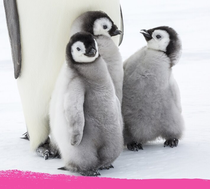 Three baby penguins standing close to each other