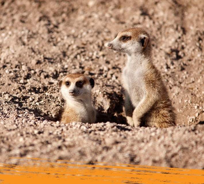Two meerkats in their natural habitat