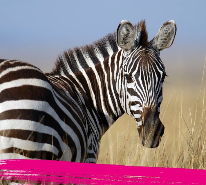 Close up of a zebra in its habitat
