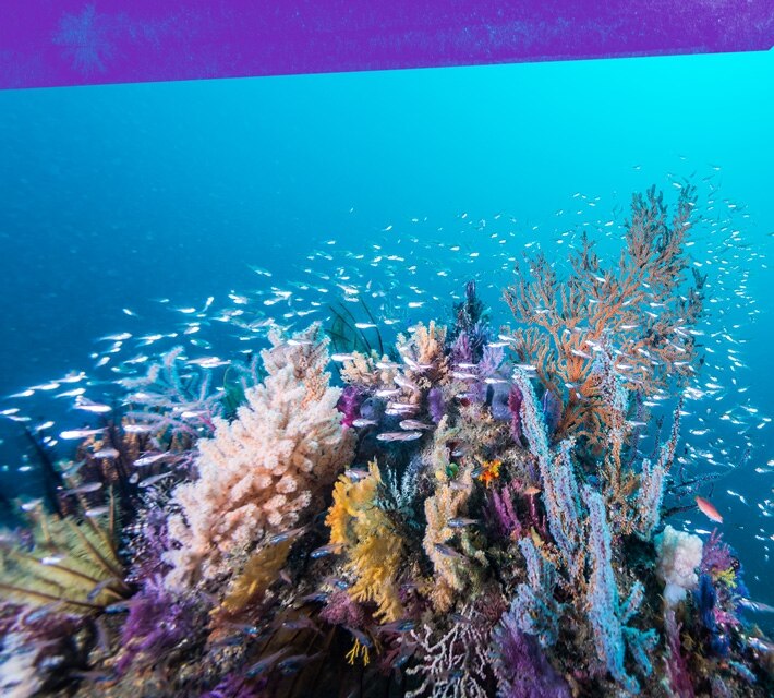 nestle-pure-life-coral-reef-ecosystem