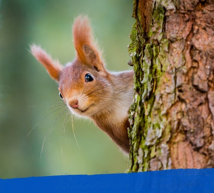 nestle pure life squirrel behind a tree trunk