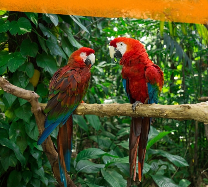 red parrots on a tree