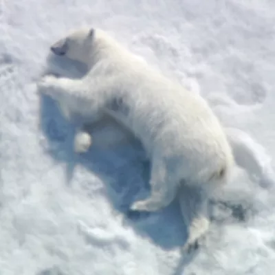 Polar bears