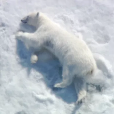 Polar bears