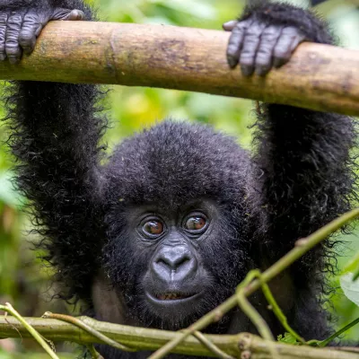 Amazing gorilla facts!