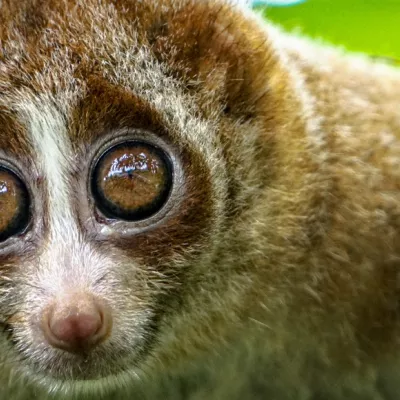 Super slow loris facts!
