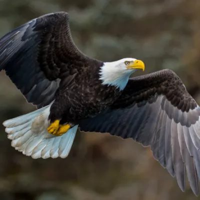 eagle
