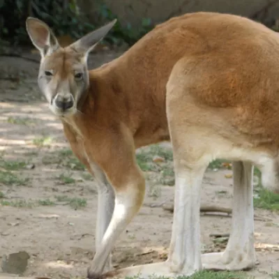 Hop like a kangaroo!