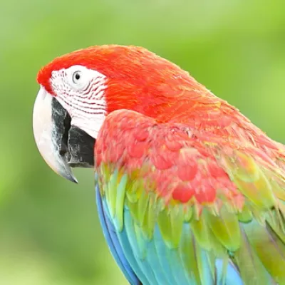 parrot