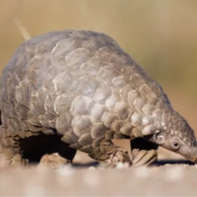 Pangolin party!