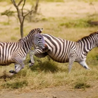 zebras in wildlife