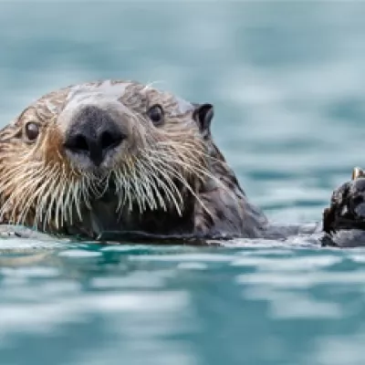 a sea otter