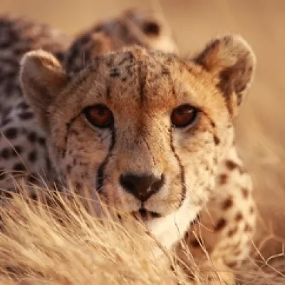 a cheetah