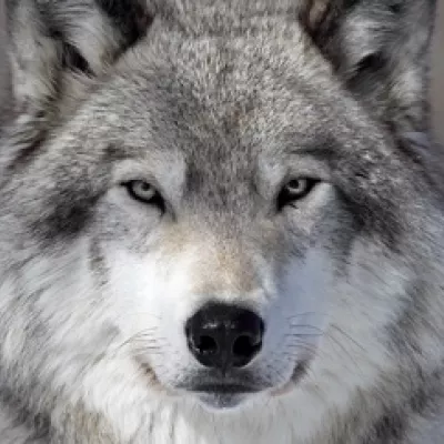 wolf in wildlife
