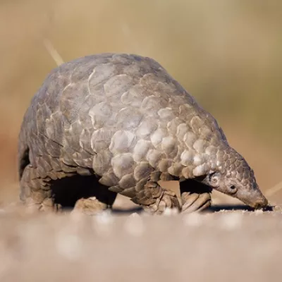 pangolin