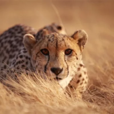 cheetah