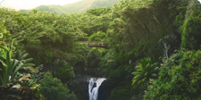 Rain forests