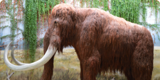 Woolly mammoths