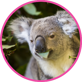 Koala sitting with eucalyptus leaves in its mouth