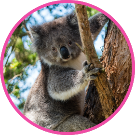Koala bear hugging tree