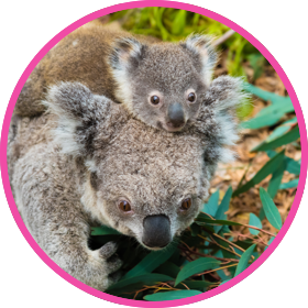 wild-about-water-koala-with-baby-on-head