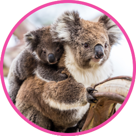 Cuddly koala with a baby koala bear on back