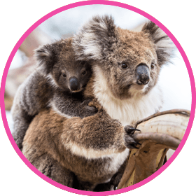 Cuddly koala with a baby koala bear on back