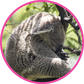 Cute koala bear sleeping on a tree
