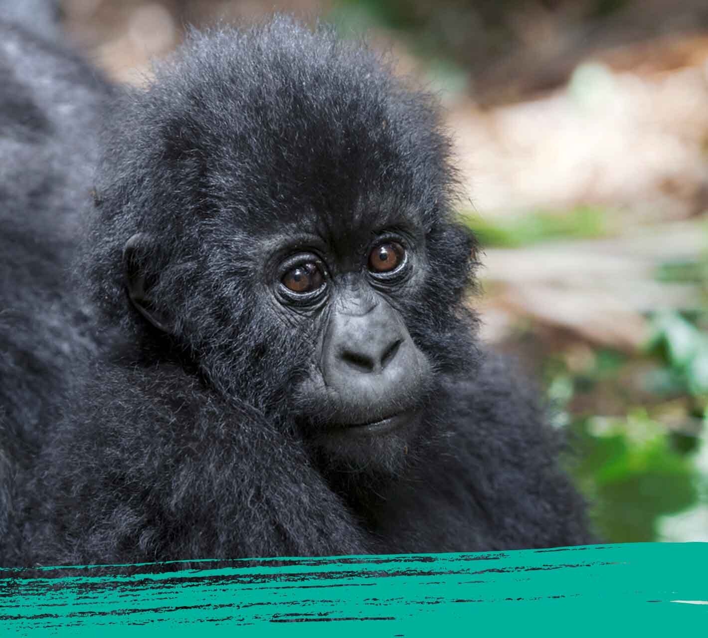 Cute rainforest baby gorilla