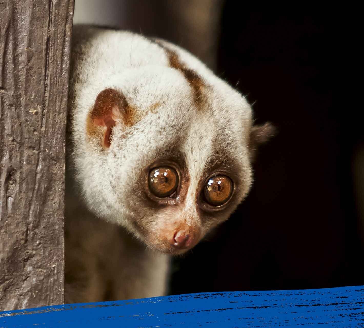 Close up of a slow loris in its natural habitat