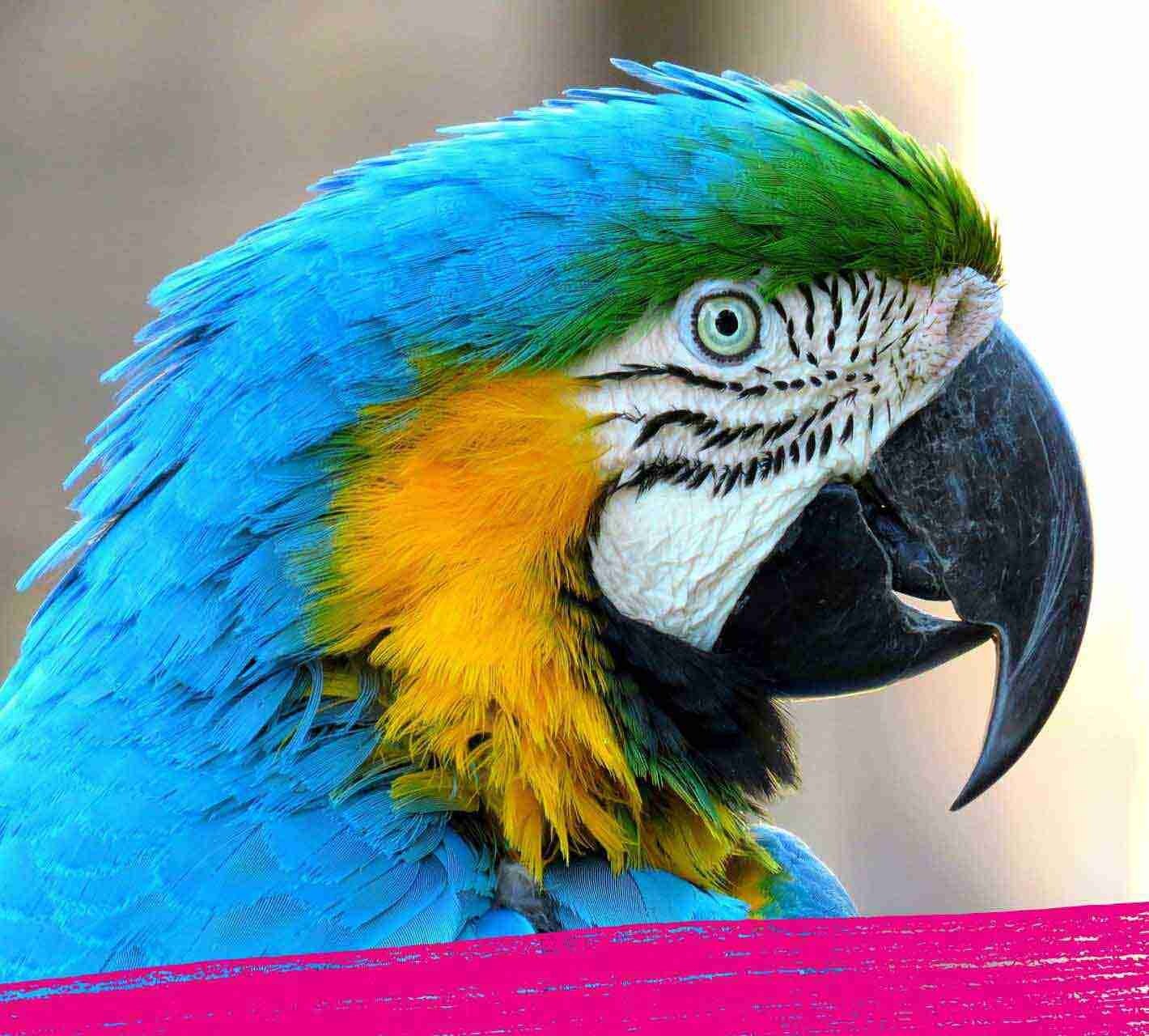 Parrot on a tree in its natural habitat