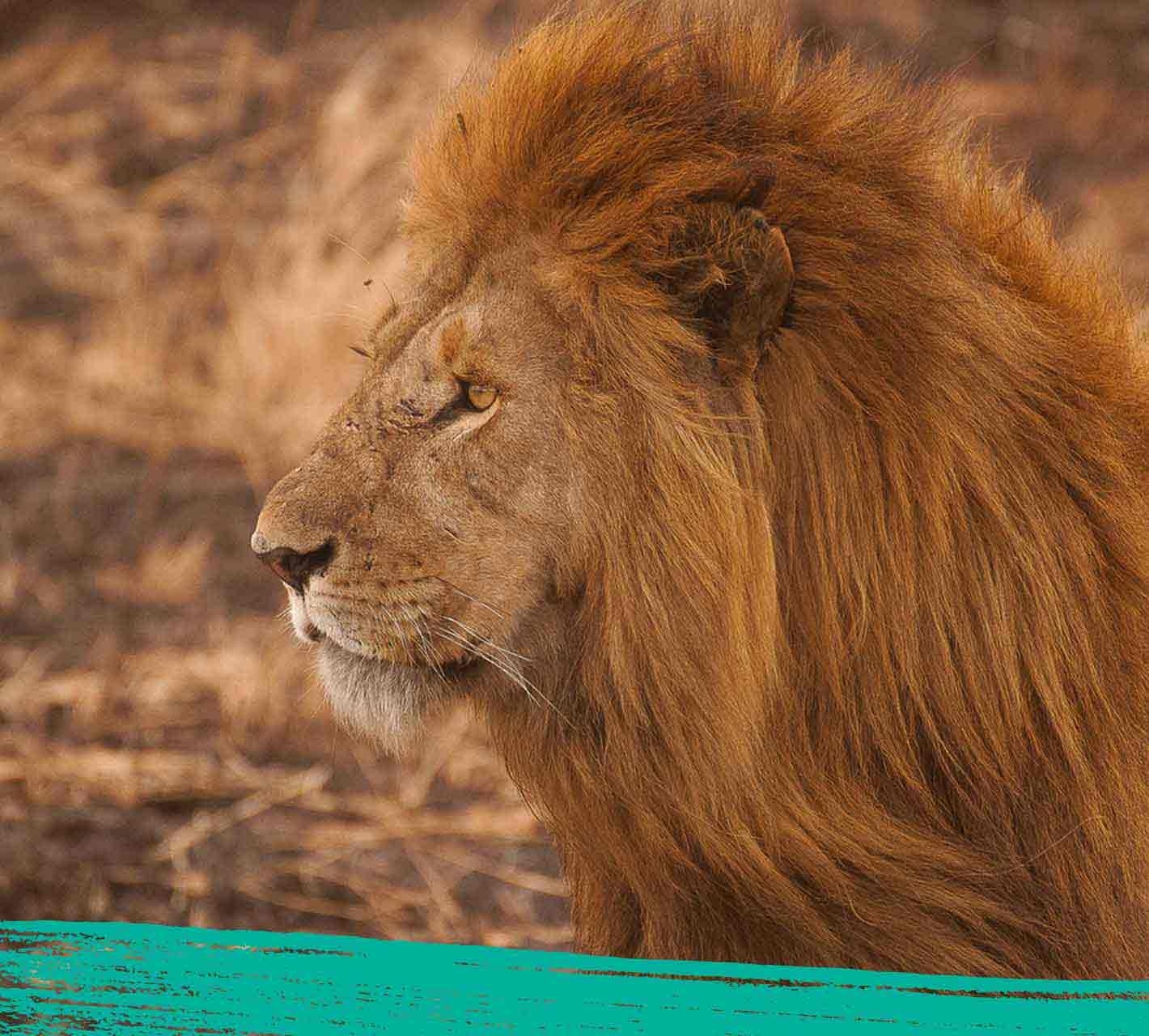 Close up of a lion in its natural habitat