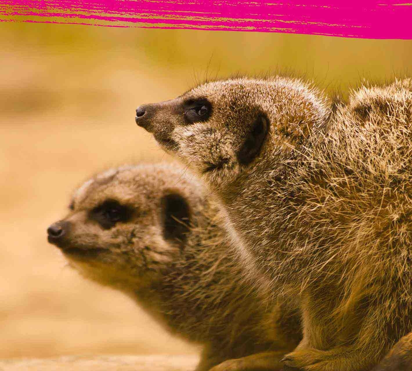 Group of meerkats staring at something