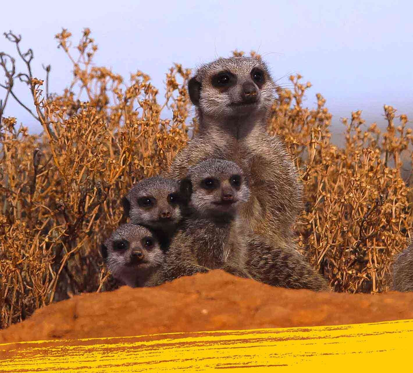 Meerkat and a group baby meerkats on a red hump