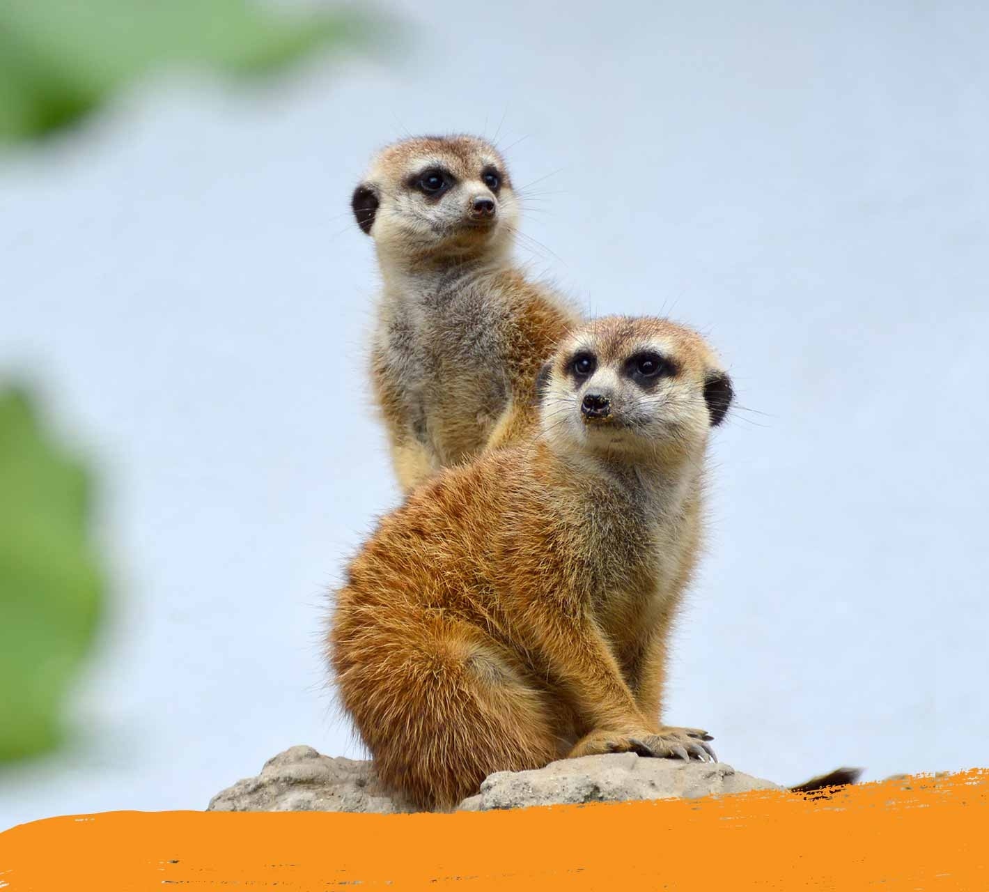 Two meerkats standing