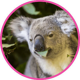 Koala sitting with eucalyptus leaves in its mouth