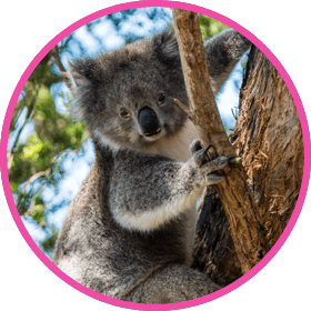 Koala bear hugging tree
