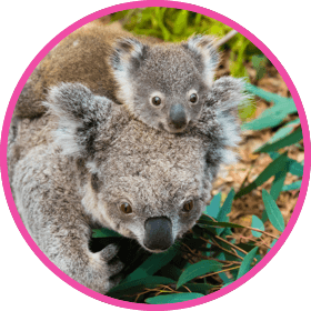 wild-about-water-koala-with-baby-on-head