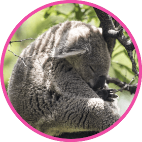 Cute koala bear sleeping on a tree