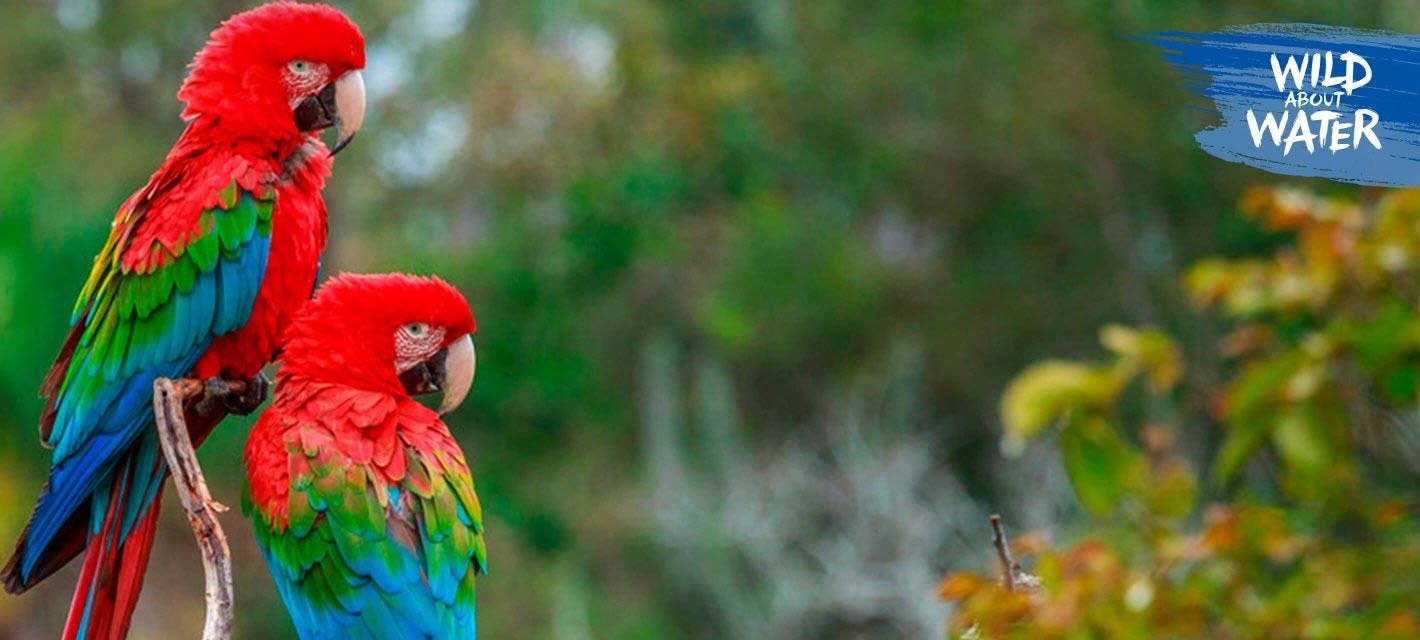 Two parrots staring at the horizon