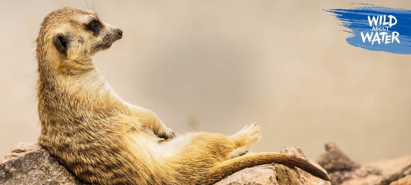 Meerkat liying down in its natural habitat