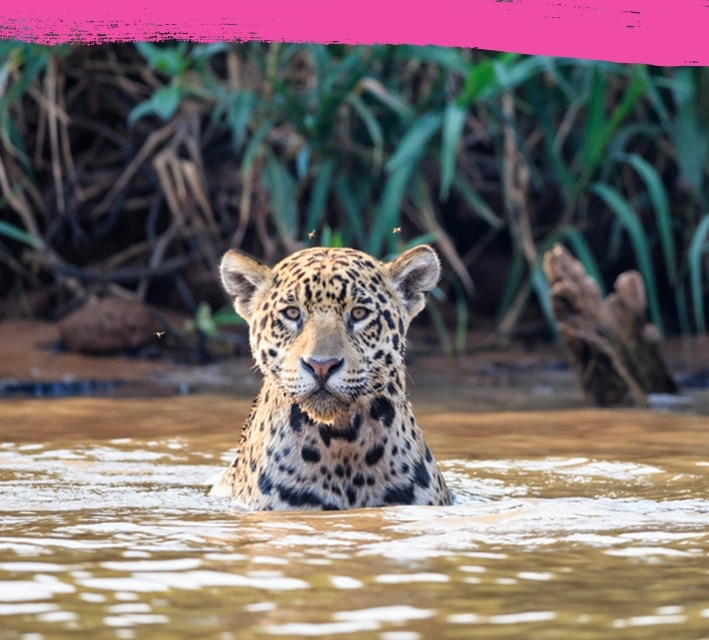 Jaguar staying still in a water pond
