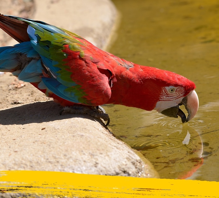 Red macaw drinking water from a small water pond